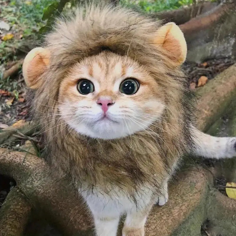Lion Mane Costume for Cats