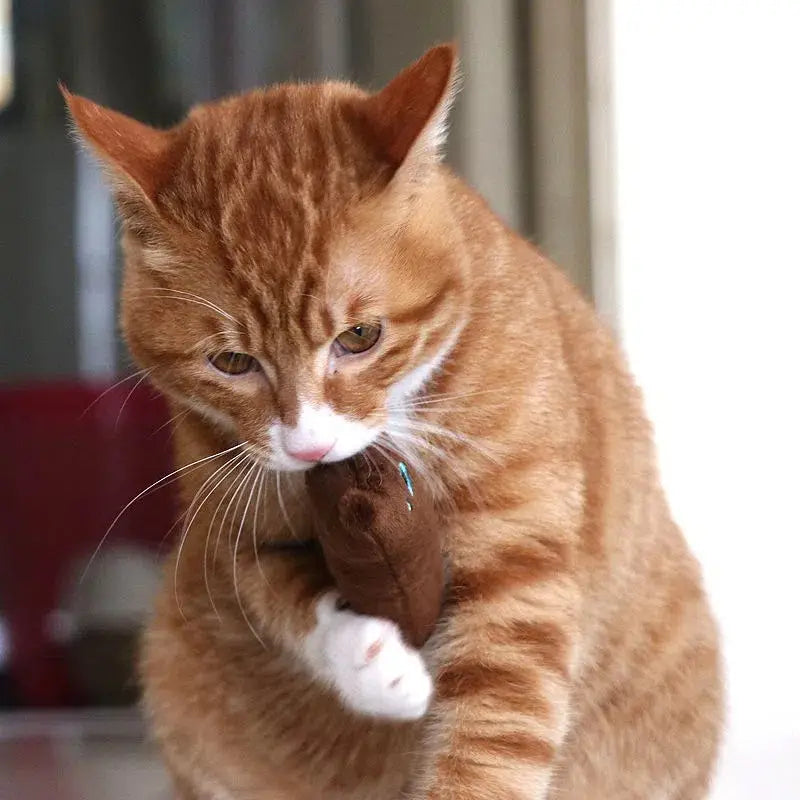 Cat Design Squeaky Plush Pillow