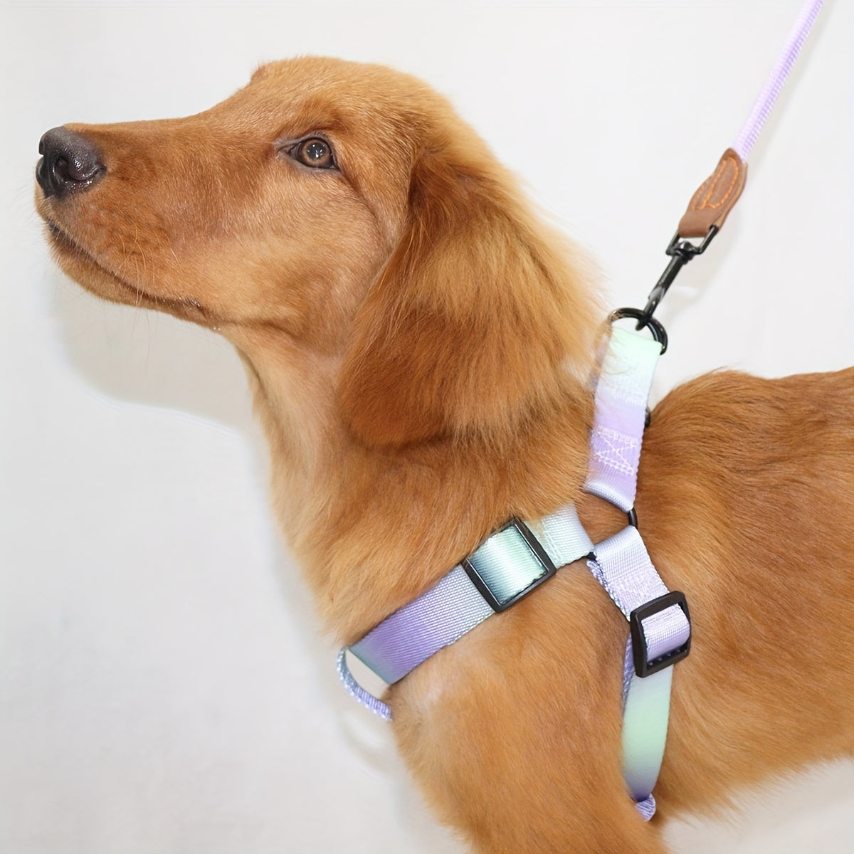Stylish Colorful Pet Harness & Leash Set M-XL
