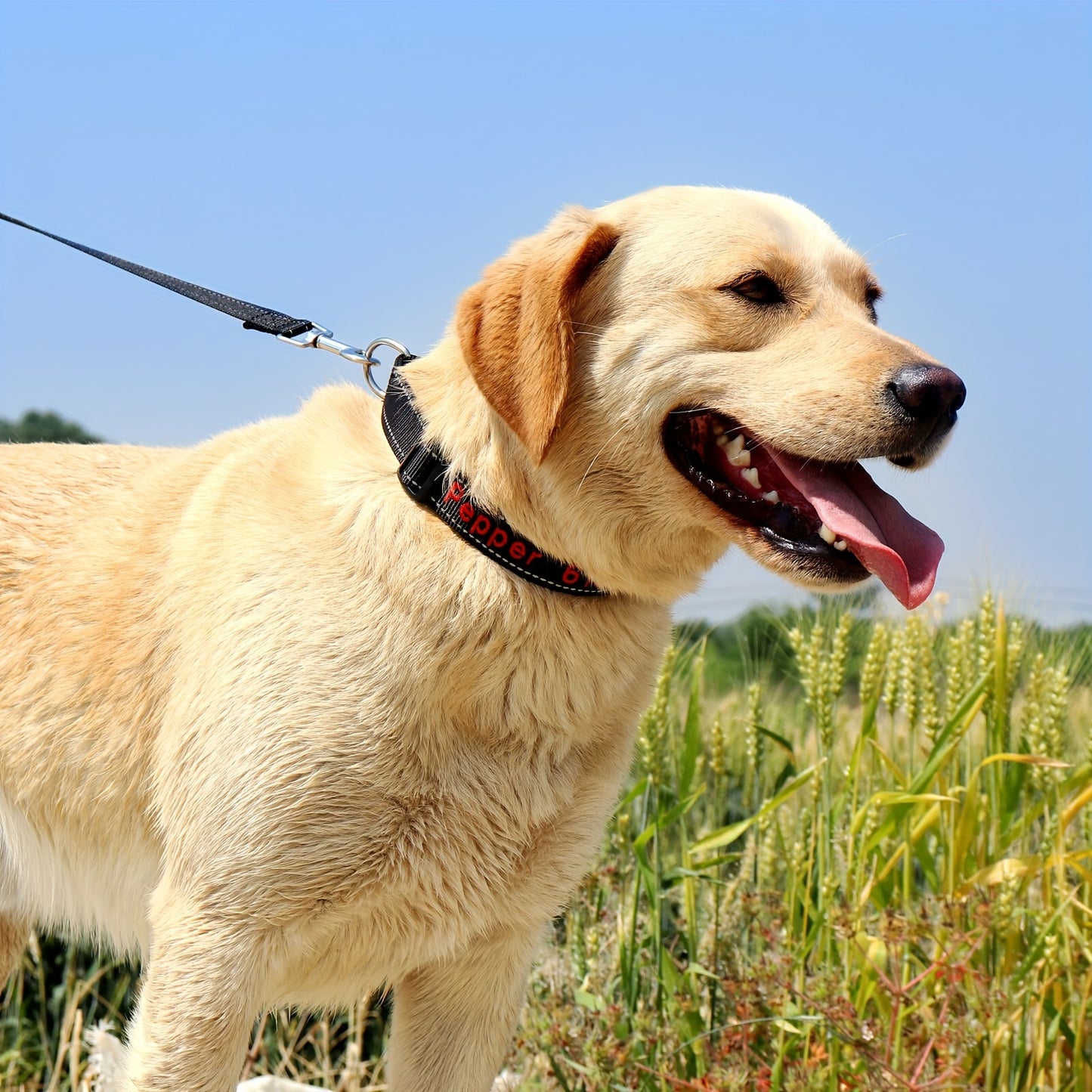Embroidered Pet Name & Phone Collar