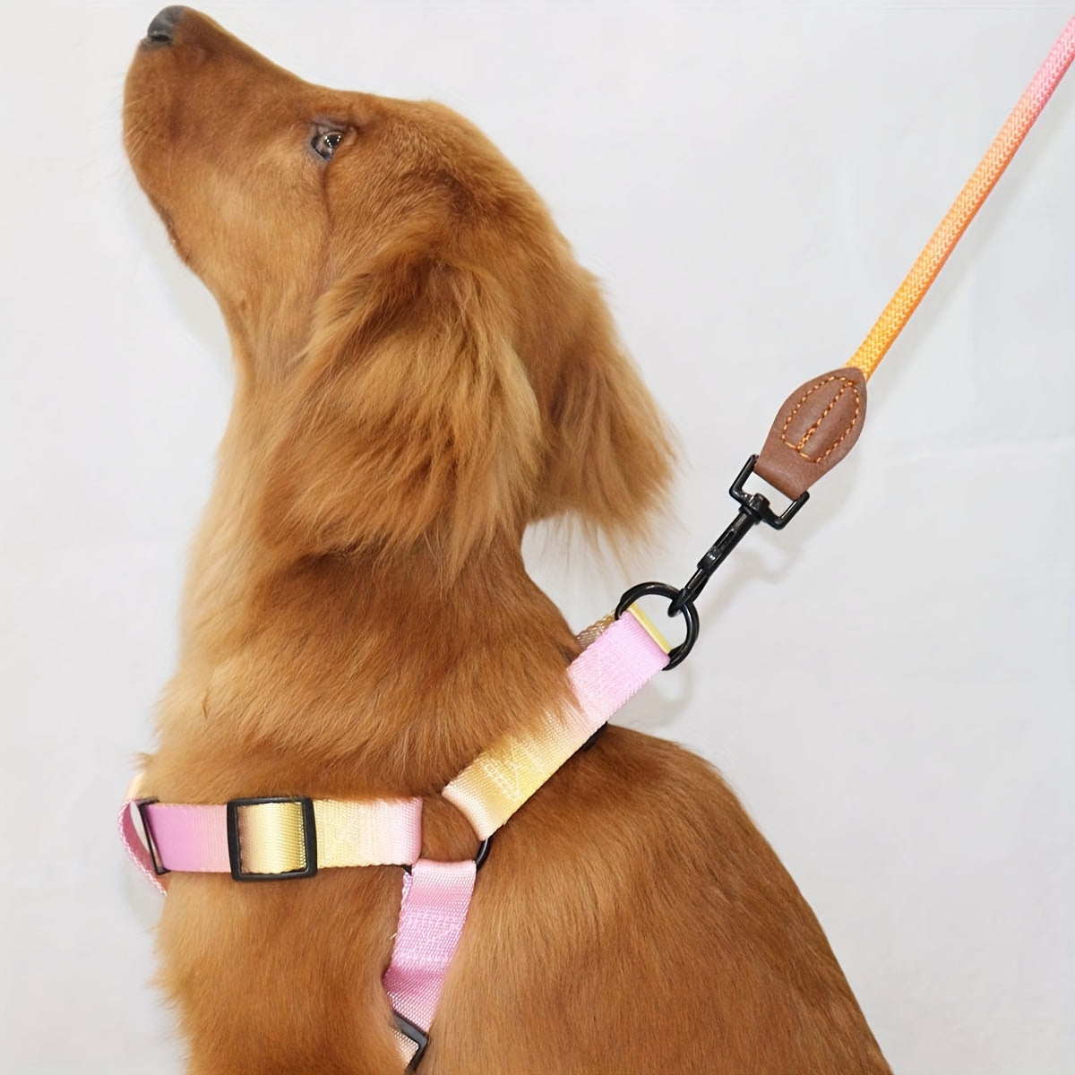 Stylish Colorful Pet Harness & Leash Set M-XL