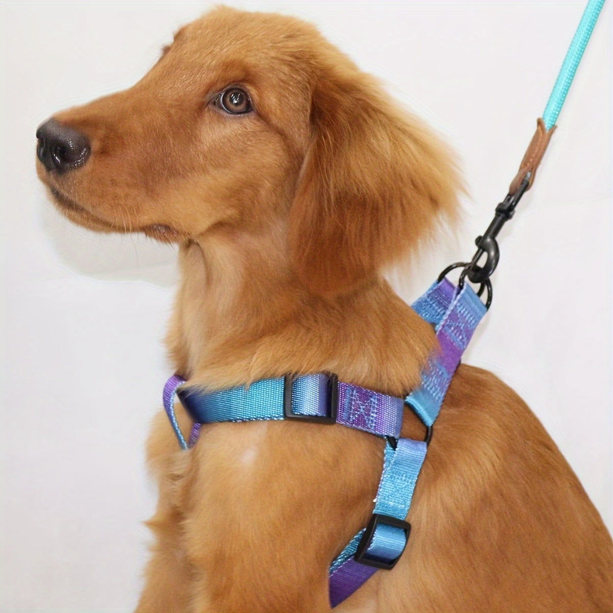 Stylish Colorful Pet Harness & Leash Set M-XL